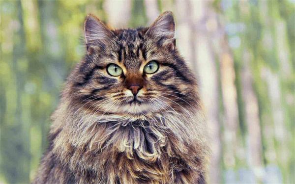 西伯利亚猫乖吗 西伯利亚猫性格介绍