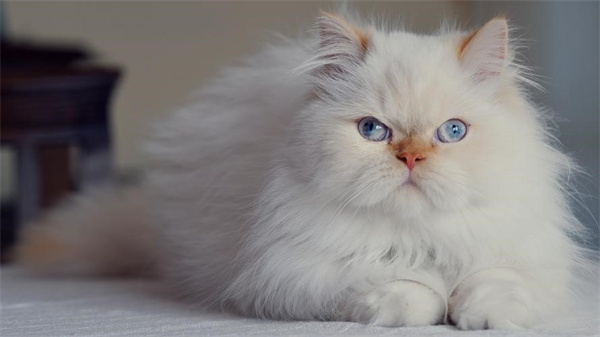 白色波斯猫多少钱 波斯猫幼崽价格