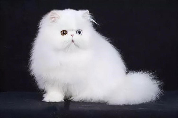 白色波斯猫多少钱 波斯猫幼崽价格