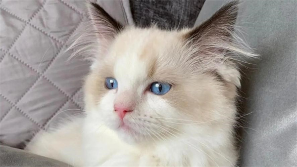布偶猫多少钱一只 布偶猫价格一览