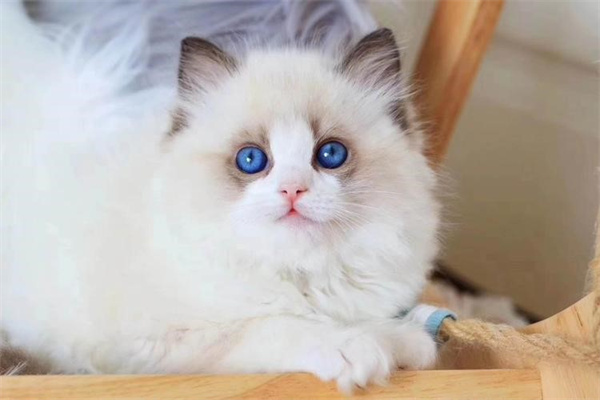 布偶猫眼睛色度表 越蓝越纯吗