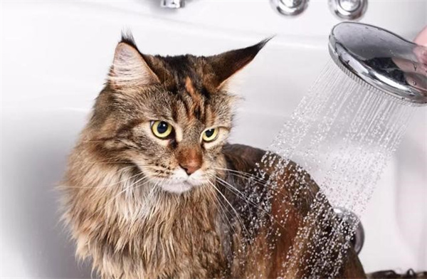 给猫咪洗澡要了解哪些事情