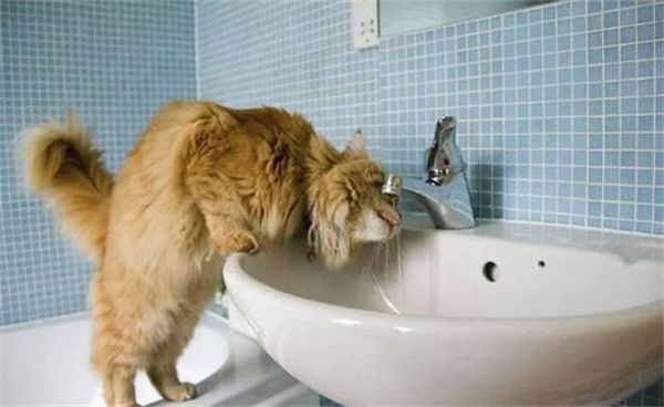 给猫咪洗澡要了解哪些事情