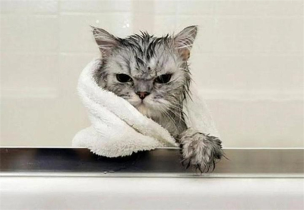 给猫咪洗澡注意什么 这些知识点都需要记住了