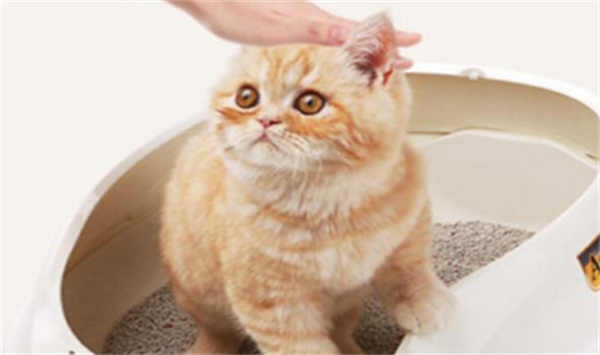 怎么让猫咪学会用猫砂盆