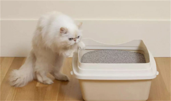怎么让猫咪学会用猫砂盆