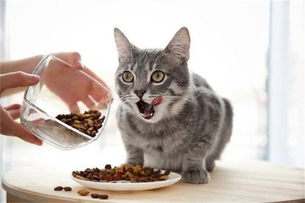 两个月的猫吃猫粮要泡吗 怎么泡能保留营养