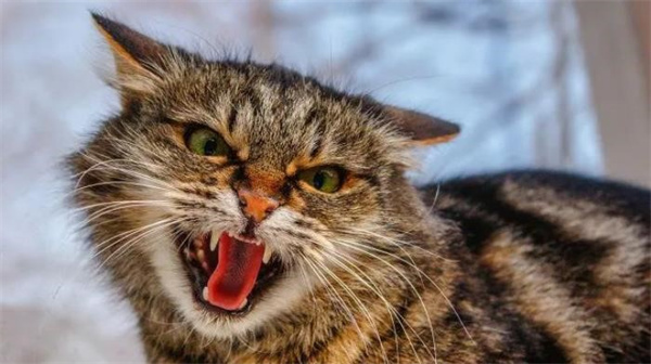 咕噜咕噜叫的猫咪是在生气吗