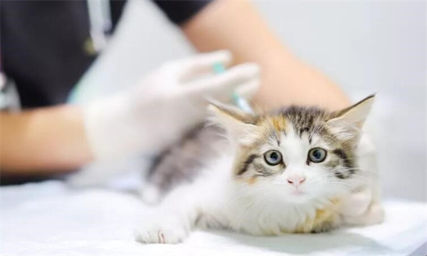 七八个月的猫还能打疫苗吗 有什么注意事项