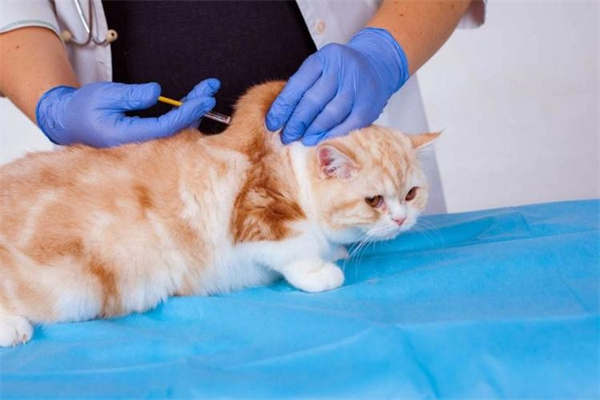 七八个月的猫还能打疫苗吗 有什么注意事项