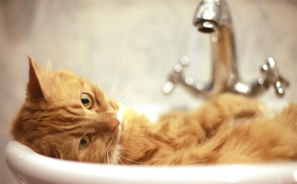 给猫咪洗澡注意什么 这些知识点都需要记住了