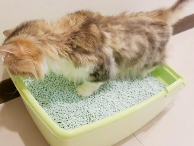 小猫不用猫砂怎么办 如何教会它用猫砂盆