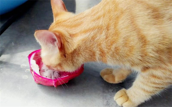 猫可以吃火龙果吗 肠胃不健康就不要喂食了