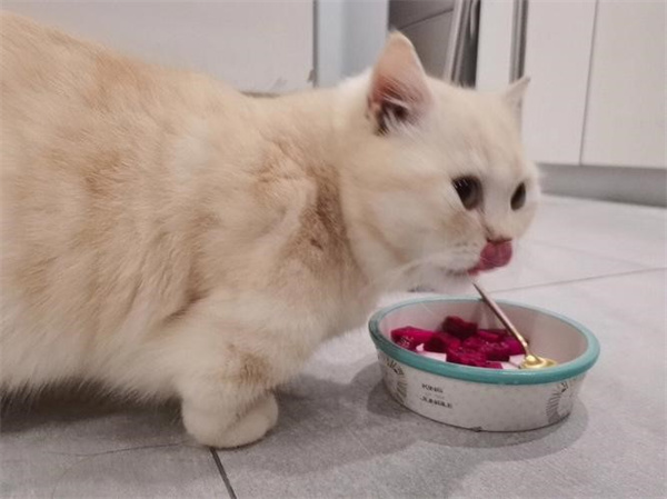 猫可以吃火龙果吗 肠胃不健康就不要喂食了