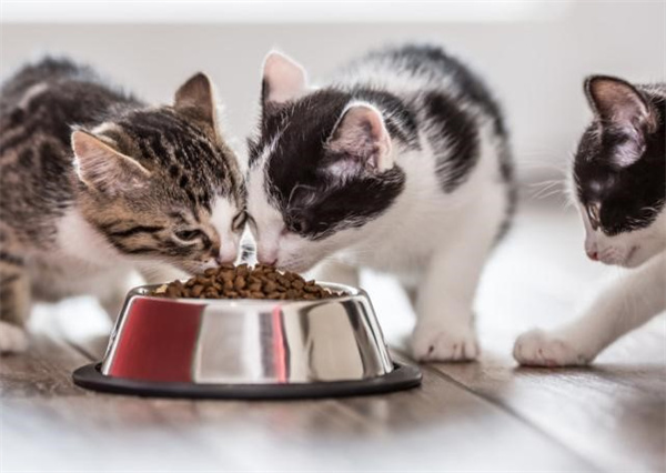 猫吃狗粮会不会有事 狗粮中的营养并不能及时补充给猫咪