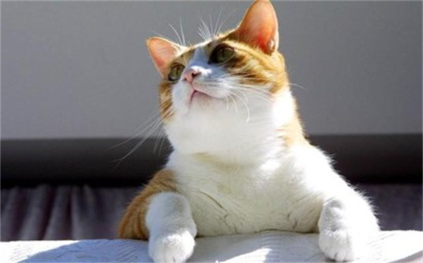 猫猫发出呼噜呼噜的声音是什么意思 并不是睡着了