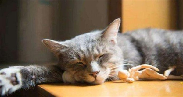 猫猫发出呼噜呼噜的声音是什么意思 并不是睡着了