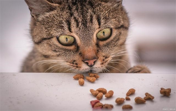 猫吃狗粮会不会有事 狗粮中的营养并不能及时补充给猫咪