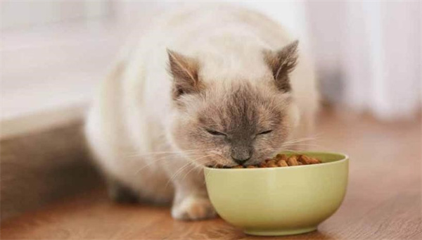 猫呕吐不吃饭能自愈吗 如何解决