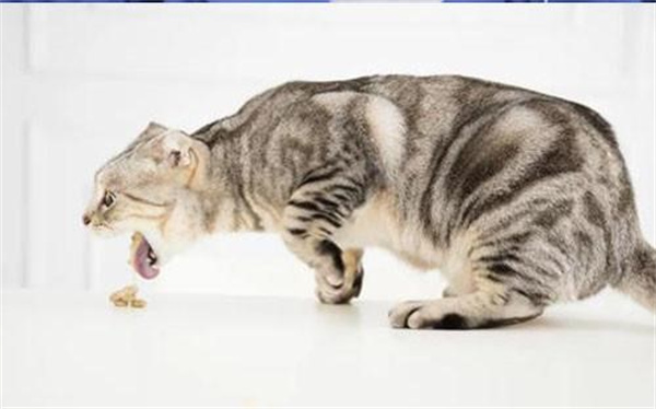 猫呕吐不吃饭能自愈吗 如何解决