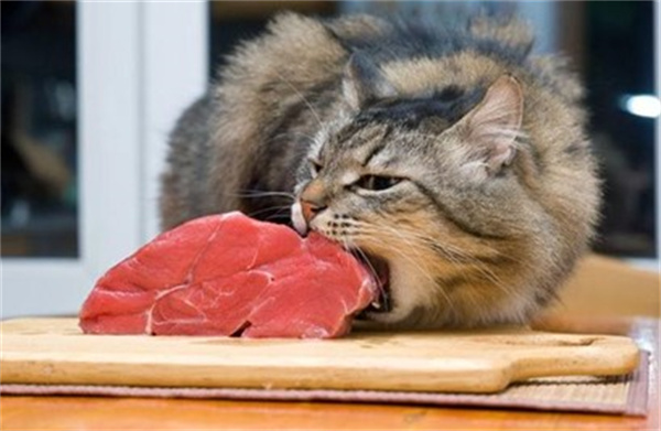 猫吃牛肉的好处 喂食生肉好还是熟肉好