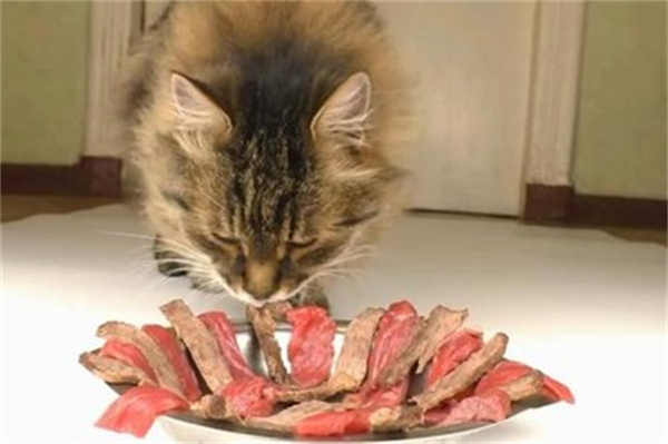 猫吃牛肉的好处 喂食生肉好还是熟肉好