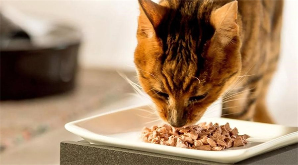 猫每天补充牛磺酸多少克 过量会怎样