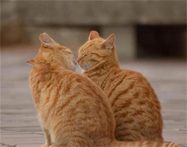 折耳猫猫发情了是什么样子 公猫和母猫表现不一样