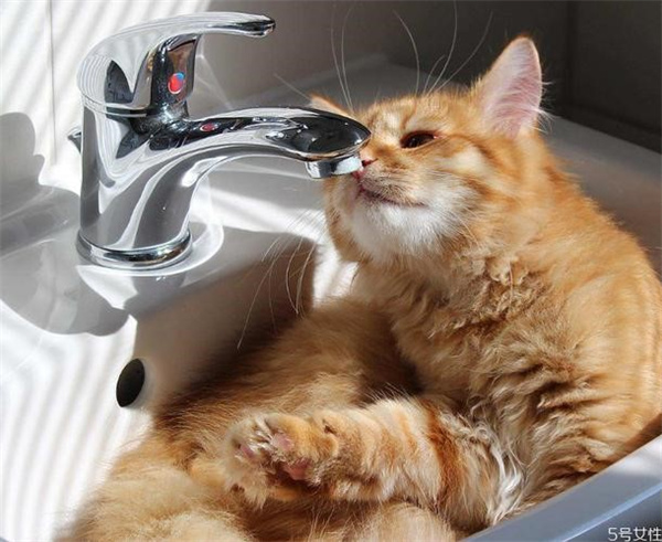 猫能喝热水吗 水温合适才是最好的