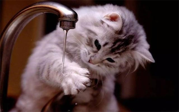 猫能喝热水吗 水温合适才是最好的