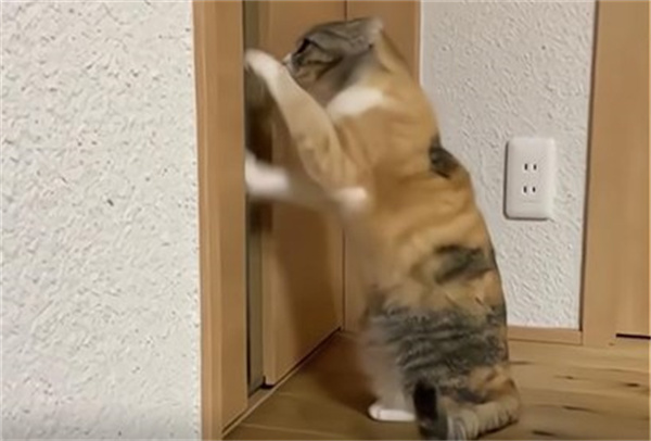 门口放什么阻止猫抓门 试试这些方法