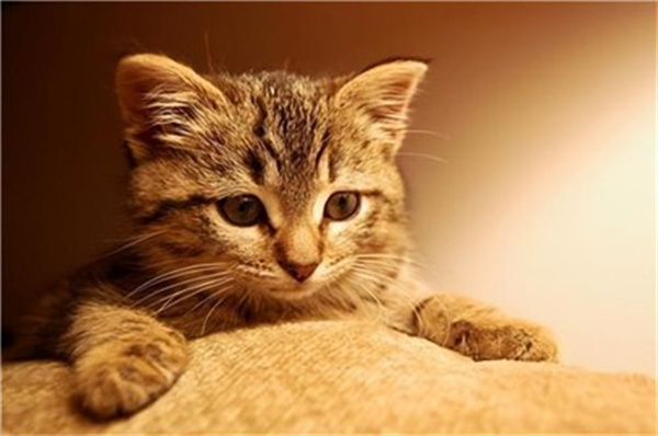 猫咪尿血是怎么回事 如何护理预防