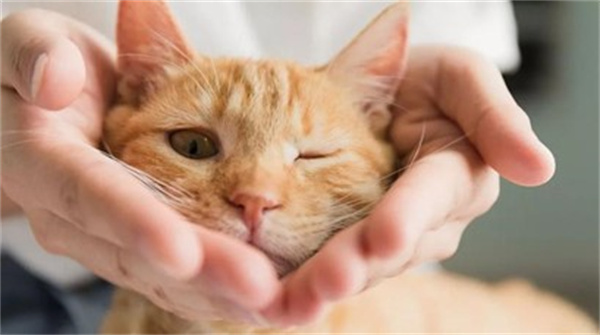 猫咪会感染新型冠状病毒肺炎吗 如何有效预防
