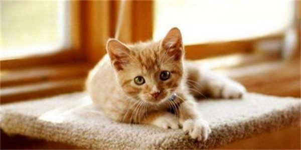 猫吐白沫有几种可能 是猫瘟吗