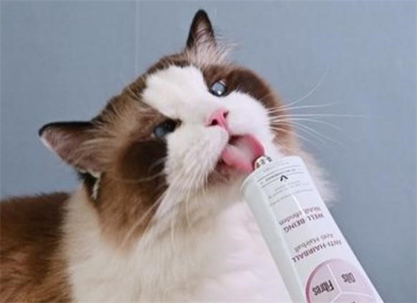 猫吃化毛膏有什么作用 什么时候应该喂？