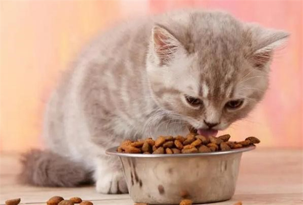 猫咪拉肚子是怎么回事 在家应如何护理？