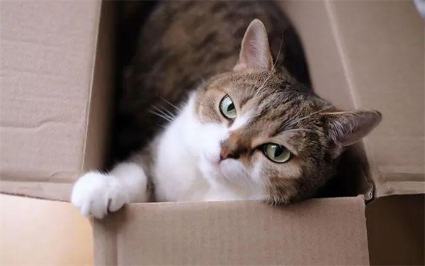 猫咪为什么喜欢钻盒子 祖先的遗传因素造成的