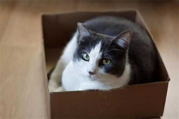 猫咪为什么喜欢钻盒子 祖先的遗传因素造成的