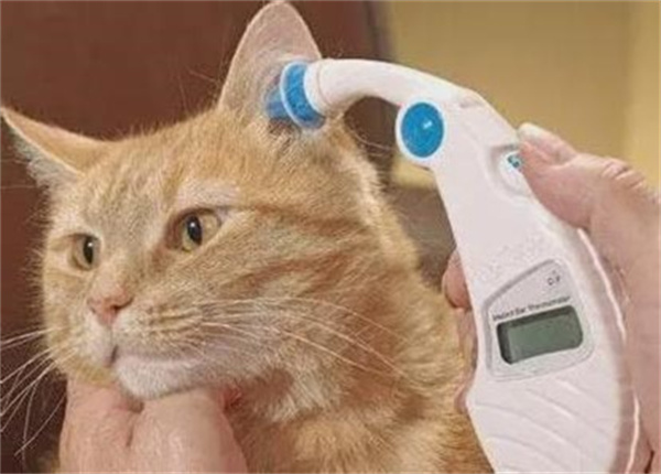 怎么判断猫发烧 测量体温应以肛温为准