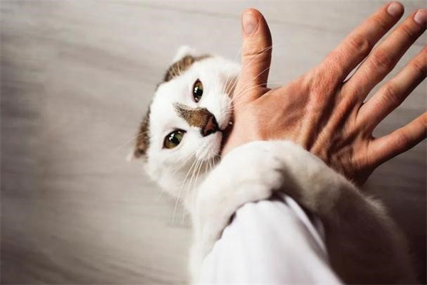 猫为什么喜欢咬人 看看是不是触碰到猫咪禁区了