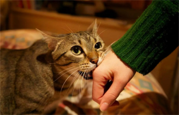猫为什么喜欢咬人 看看是不是触碰到猫咪禁区了