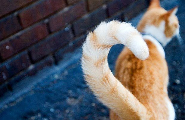 猫为什么喜欢追尾巴 可能就是把自己当玩具了
