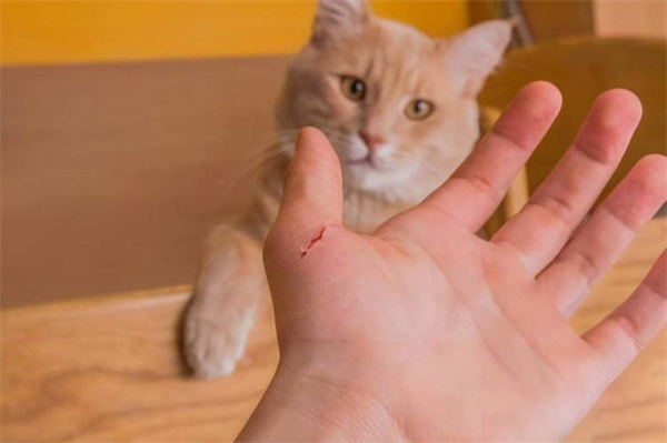 被三个月的小猫咬出血 应如何正确处理