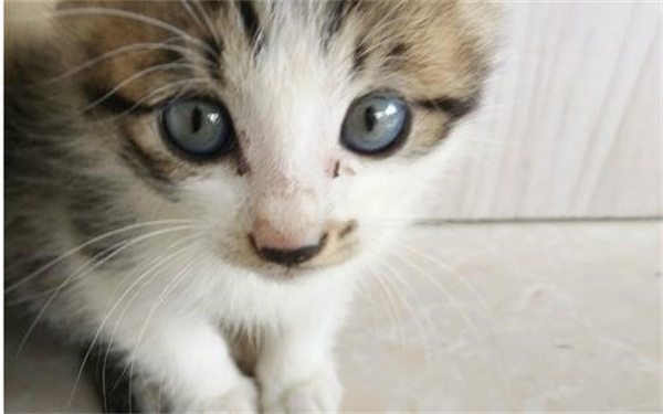猫鼻气管炎是猫鼻支吗