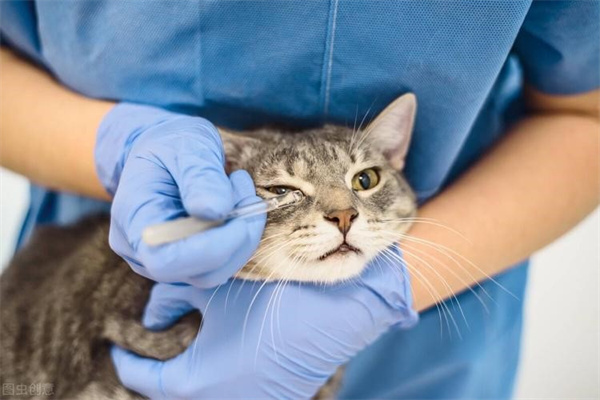 猫鼻气管炎是猫鼻支吗
