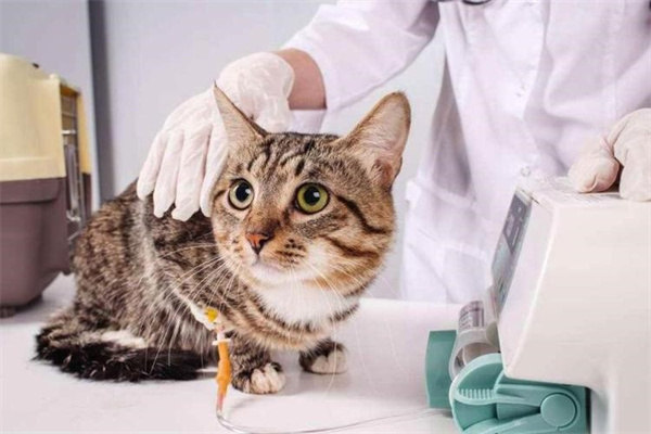 猫接种疫苗后的几个注意事项