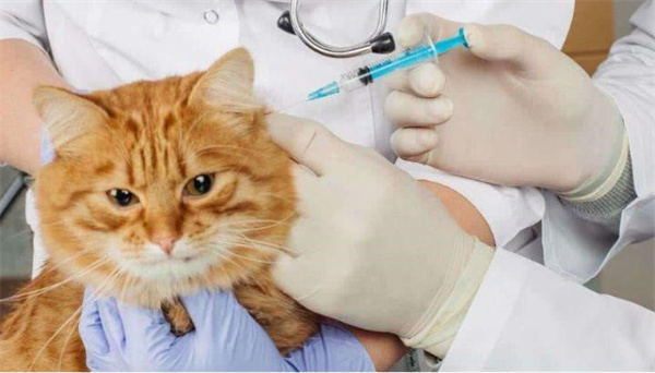 猫接种疫苗后的几个注意事项