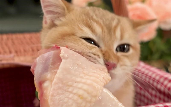 小猫咪平常可以吃鸡肉吗