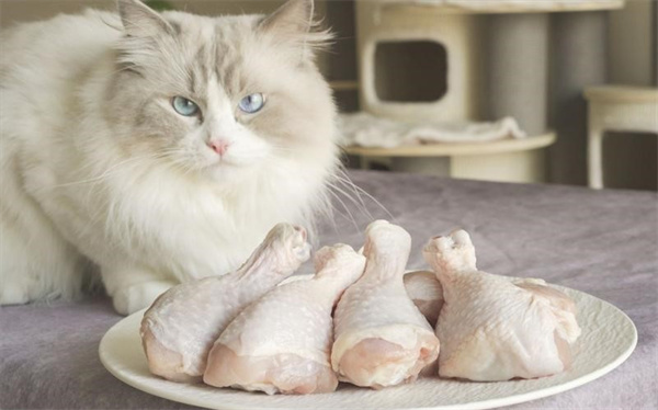 小猫咪平常可以吃鸡肉吗