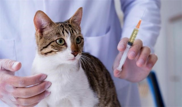 猫瘟是通过什么方式传染给别的猫？